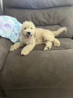 Peanut, a male Poodle - Standard  for sale in Pinon Hills, CA – 5 of 5
