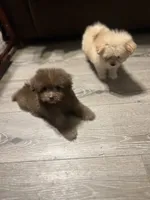 Coco, a female Pomapoo for sale in Pinon Hills, CA – 2 of 8