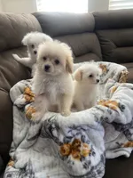 Thor, a male Pomapoo for sale in Pinon Hills, CA – 4 of 6