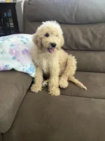 Peanut, a male Poodle - Standard  for sale in Pinon Hills, CA – 3 of 5
