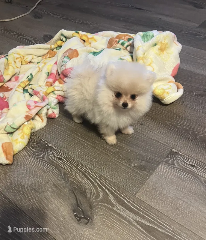 Kandy – Pomeranian puppy for sale in Pinon Hills, CA