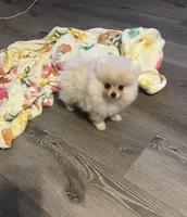 Kandy, a female Pomeranian for sale in Pinon Hills, CA – 1 of 1