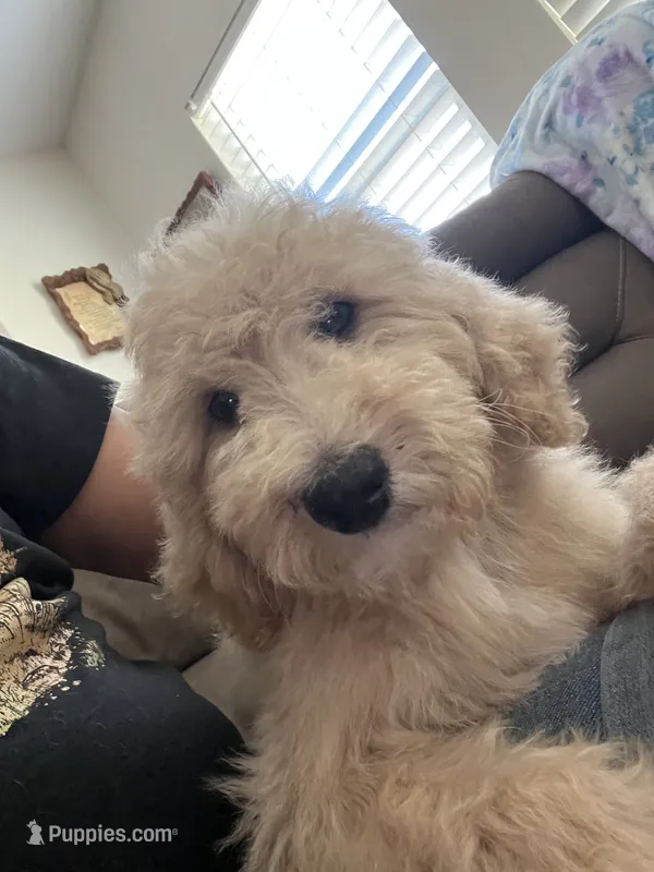 Peanut – Poodle - Standard  puppy for sale in Pinon Hills, CA
