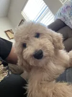 Peanut, a male Poodle - Standard  for sale in Pinon Hills, CA – 1 of 5