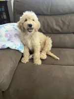 Peanut, a male Poodle - Standard  for sale in Pinon Hills, CA – 4 of 5