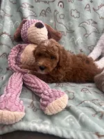 Charles, a male Poodle - Miniature  for sale in Pinon Hills, CA – 5 of 5