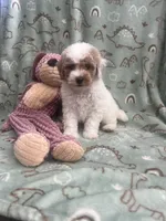 Chester, a male Poodle - Miniature  for sale in Pinon Hills, CA – 2 of 7