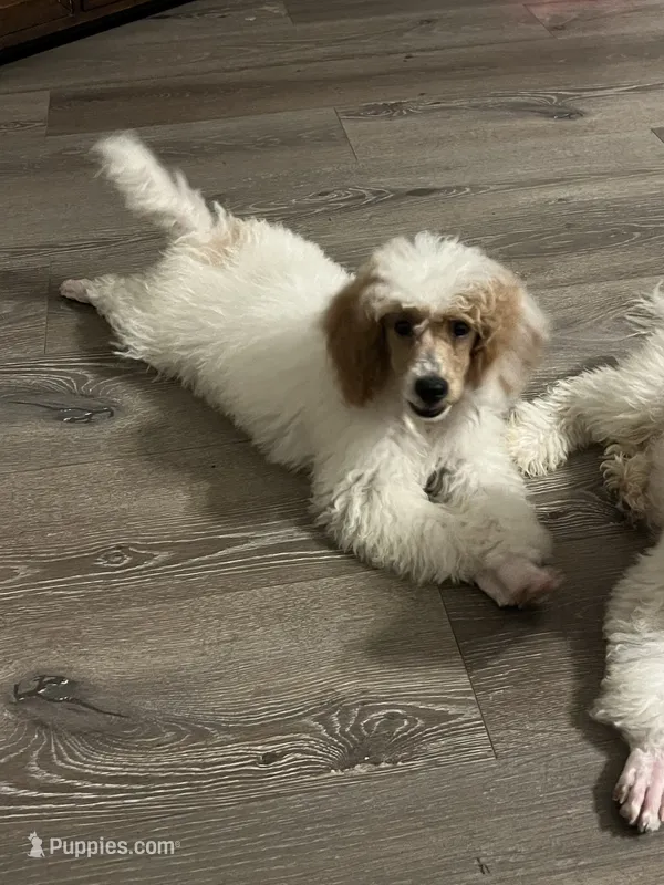 Duke AKC – Poodle - Miniature  puppy for sale in Pinon Hills, CA