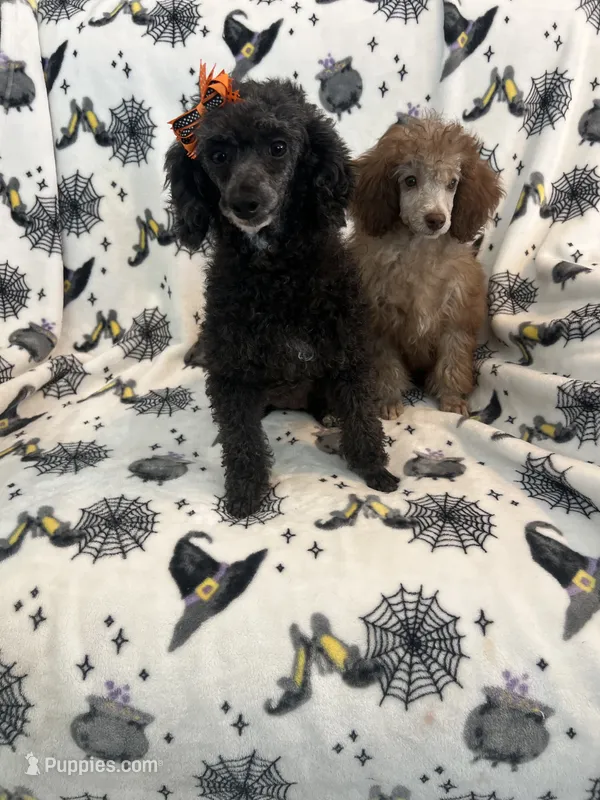 Coco – Poodle - Miniature  puppy for sale in Pinon Hills, CA