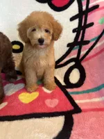 Jessie, a female Poodle - Toy  for sale in Pinon Hills, CA – 4 of 5