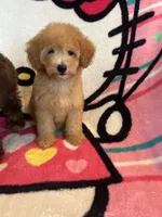 Jessie, a female Poodle - Toy  for sale in Pinon Hills, CA – 5 of 5