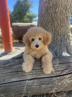 Ginger , a female Poodle - Toy  for sale in Pinon Hills, CA – 6 of 9