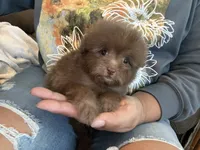 Mocha, a female Pomapoo for sale in Pinon Hills, CA – 3 of 6
