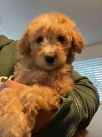 Whiskey, a male Soft Coated Wheaten Terrier and Poodle - Miniature  for sale in Pinon Hills, CA – Photo 1 of 3