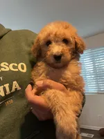 Whiskey, a male Soft Coated Wheaten Terrier and Poodle - Miniature  for sale in Pinon Hills, CA – Photo 2 of 3