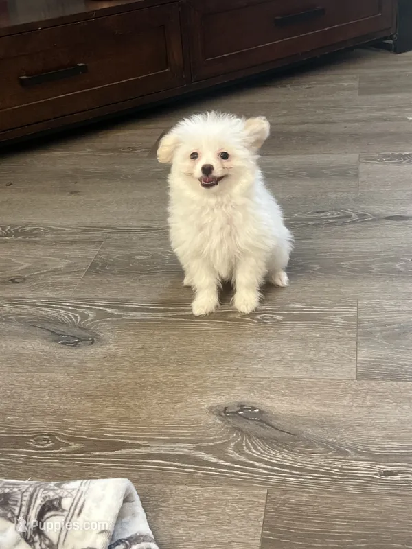 Cherry – Pomapoo puppy for sale in Pinon Hills, CA