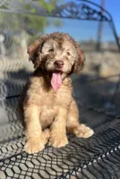 Buddy, a male Soft Coated Wheaten Terrier and Poodle - Miniature  for sale in Pinon Hills, CA – 3 of 5