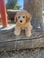 Ginger , a female Poodle - Toy  for sale in Pinon Hills, CA – 9 of 9