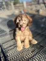 Buddy, a male Soft Coated Wheaten Terrier and Poodle - Miniature  for sale in Pinon Hills, CA – 4 of 5