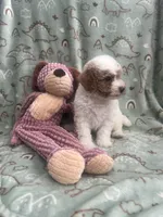 Chester, a male Poodle - Miniature  for sale in Pinon Hills, CA – 3 of 7