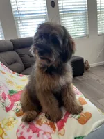 Rose, a female Soft Coated Wheaten Terrier and Poodle - Miniature  for sale in Pinon Hills, CA – 4 of 8