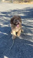 Mickey Green Eyes, a male Soft Coated Wheaten Terrier and Poodle - Miniature  for sale in Pinon Hills, CA – 3 of 6