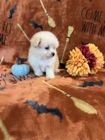 Belle, a female Pomapoo for sale in Pinon Hills, CA – 2 of 6