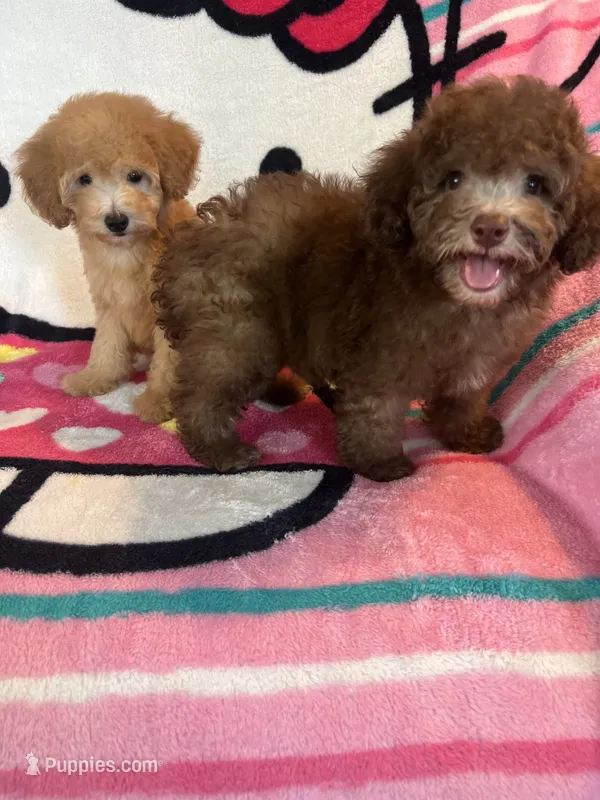 Coco – Poodle - Toy  puppy for sale in Pinon Hills, CA