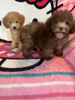 Coco, a female Poodle - Toy  for sale in Pinon Hills, CA – 3 of 4