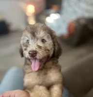 Buddy, a male Soft Coated Wheaten Terrier and Poodle - Miniature  for sale in Pinon Hills, CA – 2 of 5