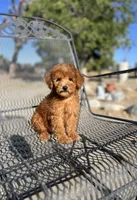 Rory, a male Poodle - Miniature  for sale in Pinon Hills, CA – 2 of 5