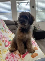Rose, a female Soft Coated Wheaten Terrier and Poodle - Miniature  for sale in Pinon Hills, CA – 6 of 8