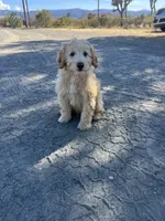 Buddy , a male Soft Coated Wheaten Terrier and Poodle - Miniature  for sale in Pinon Hills, CA – Photo 6 of 6