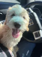 Buddy , a male Soft Coated Wheaten Terrier and Poodle - Miniature  for sale in Pinon Hills, CA – Photo 4 of 6