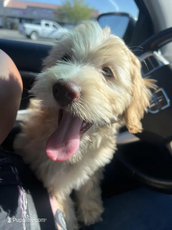 Buddy  – Soft Coated Wheaten Terrier, Poodle - Miniature  puppy for sale in Pinon Hills, CA