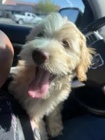 Buddy , a male Soft Coated Wheaten Terrier and Poodle - Miniature  for sale in Pinon Hills, CA – Photo 1 of 6