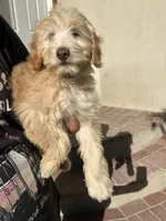 Buddy , a male Soft Coated Wheaten Terrier and Poodle - Miniature  for sale in Pinon Hills, CA – Photo 3 of 6
