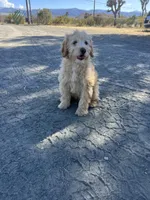 Buddy , a male Soft Coated Wheaten Terrier and Poodle - Miniature  for sale in Pinon Hills, CA – Photo 5 of 6