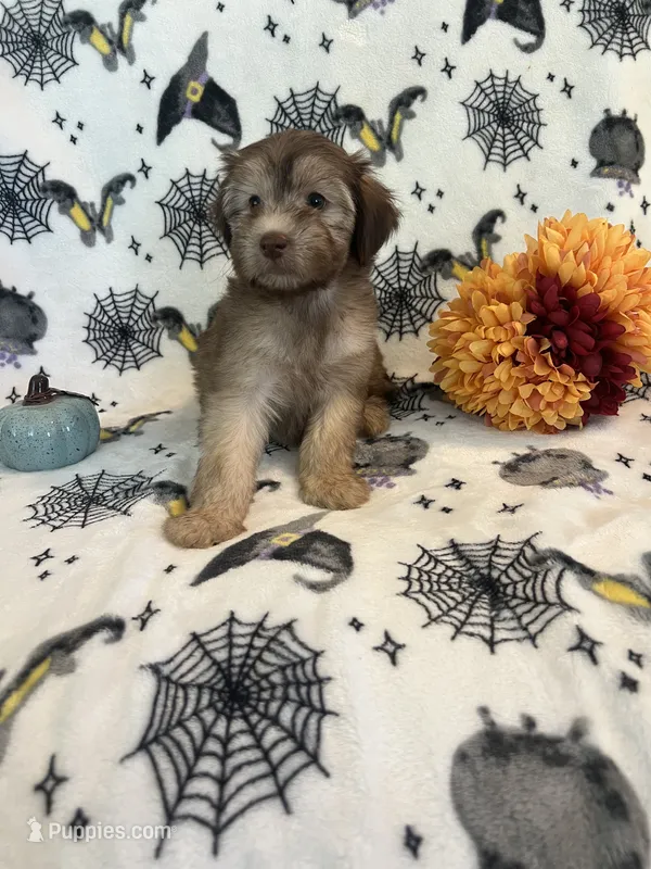 Molly – Poodle - Miniature , Whoodle puppy for sale in Pinon Hills, CA