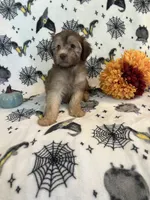 Molly, a female Poodle - Miniature  and Whoodle for sale in Pinon Hills, CA – 1 of 1