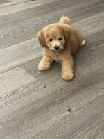 Jessie, a female Poodle - Toy  for sale in Pinon Hills, CA – 2 of 5