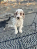 Spots, a male Poodle - Miniature  for sale in Pinon Hills, CA – 2 of 4
