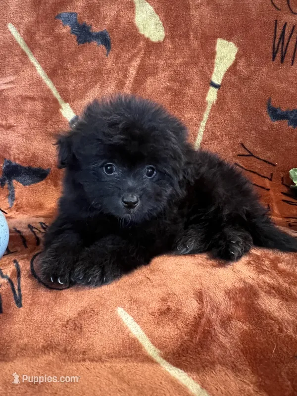 Midnight – Pomapoo puppy for sale in Pinon Hills, CA