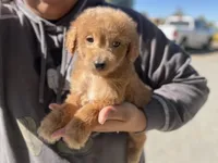 Rusty, a male Poodle - Miniature  for sale in Pinon Hills, CA – 5 of 5