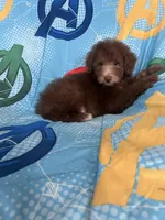 Hershey, a male Poodle - Toy  for sale in Pinon Hills, CA – 3 of 4