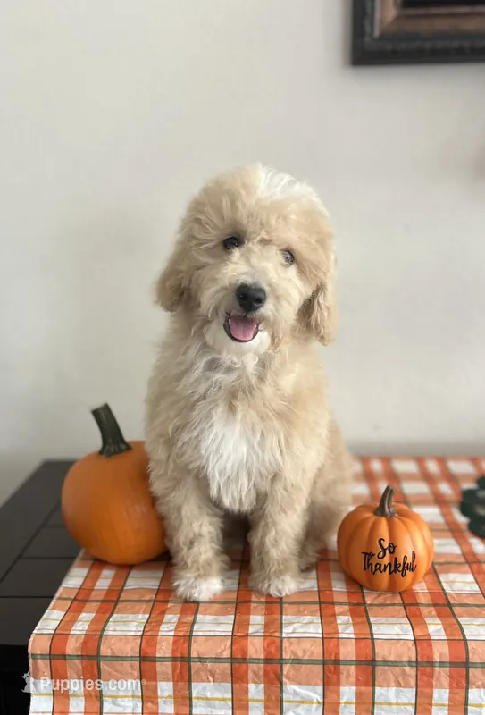 Ginger – Poodle - Miniature  puppy for sale in Pinon Hills, CA
