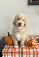 Ginger, a female Poodle - Miniature  for sale in Pinon Hills, CA – 1 of 4