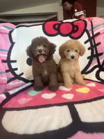Coco, a female Poodle - Toy  for sale in Pinon Hills, CA – 2 of 4