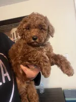 Taco, a male Poodle - Miniature  for sale in Pinon Hills, CA – Photo 1 of 4