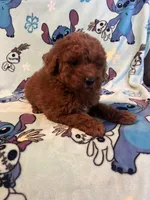 Taco, a male Poodle - Miniature  for sale in Pinon Hills, CA – Photo 4 of 4